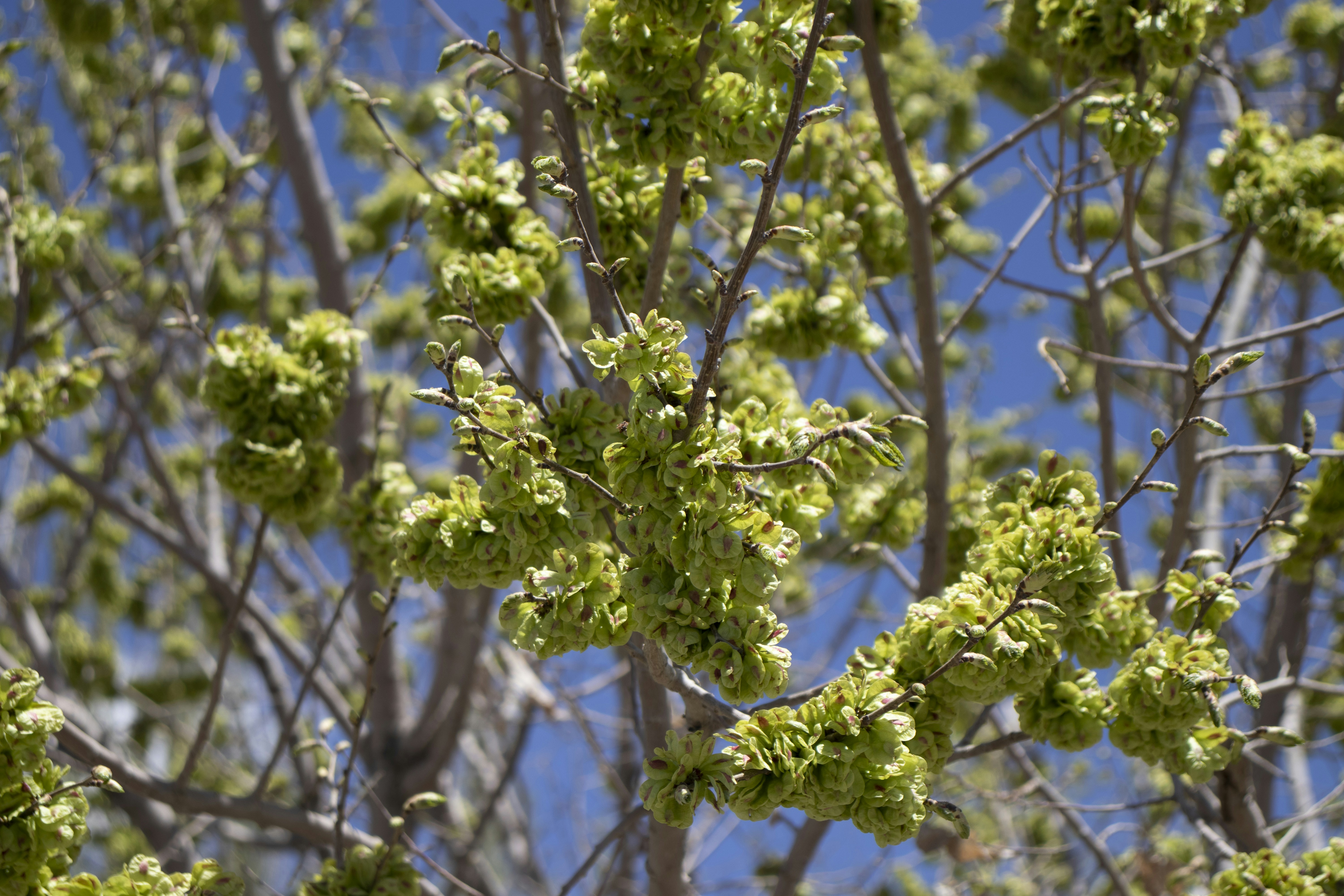 um close up de uma árvore com folhas verdes
