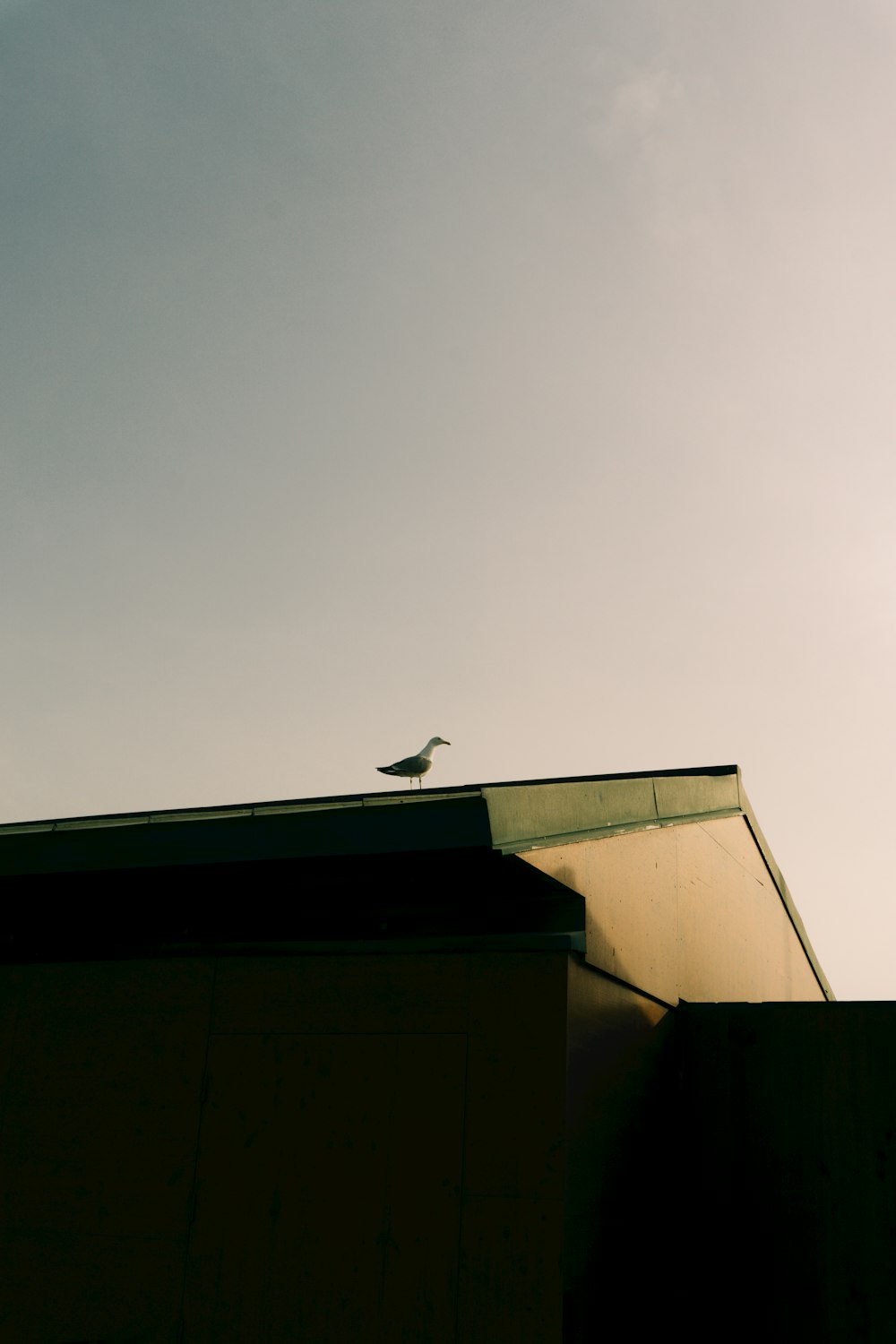 a bird flying over a building with a sky background