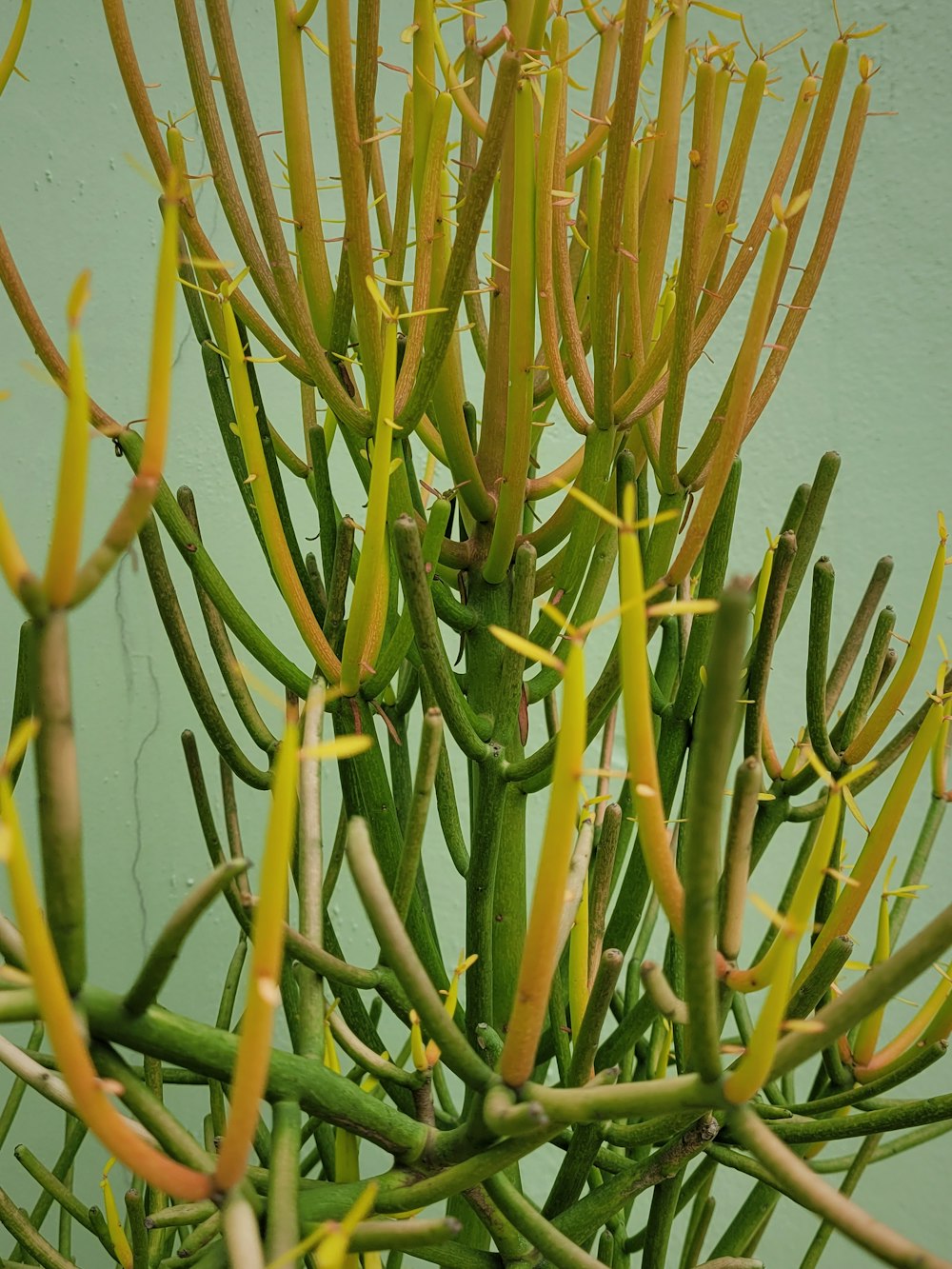 a close up of a plant with yellow flowers