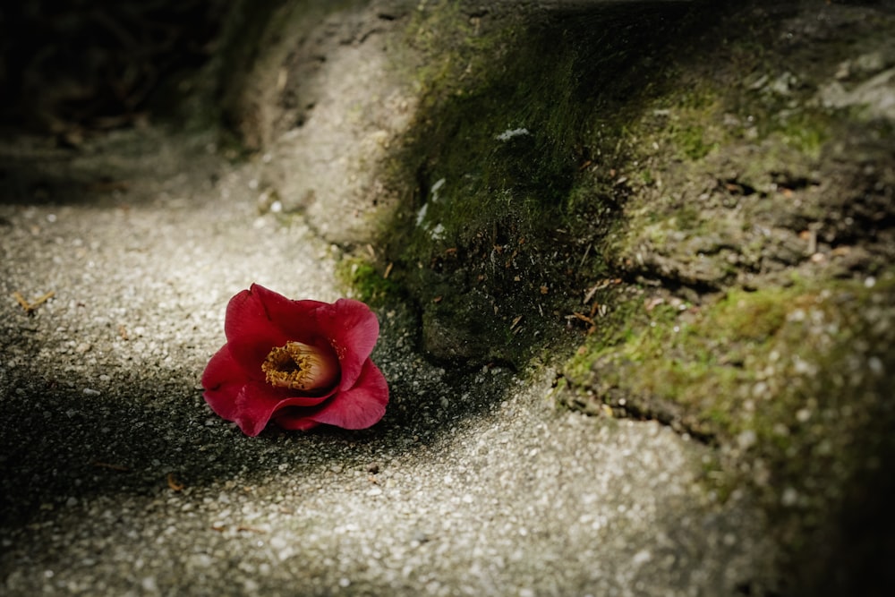 a red flower sitting on top of a moss covered ground