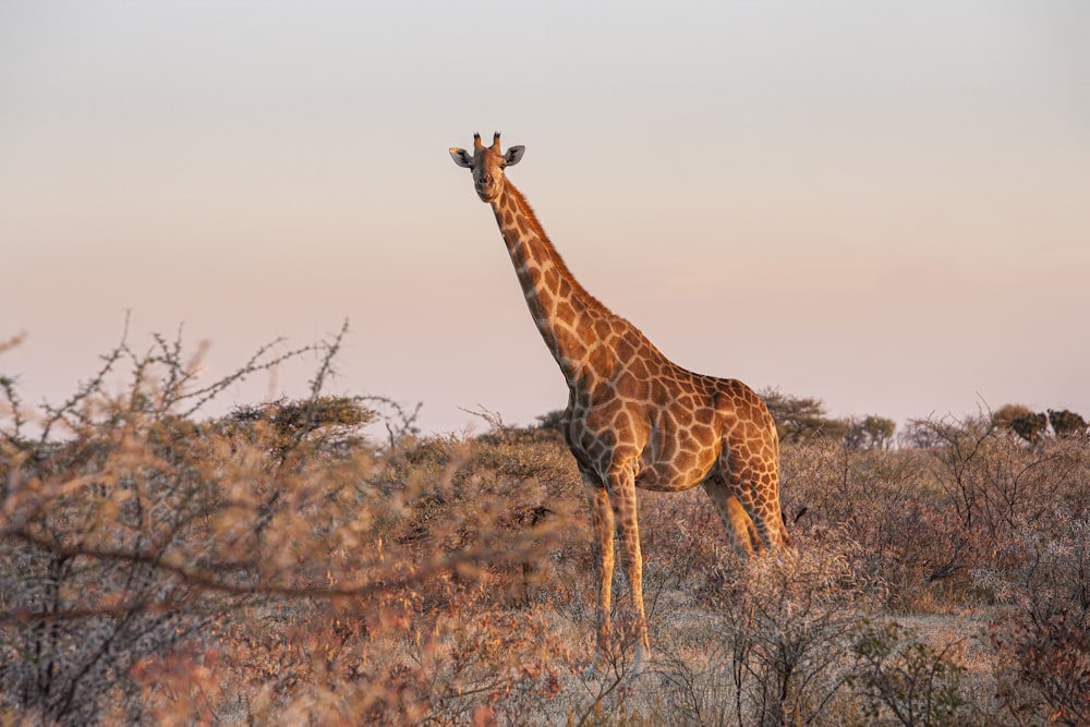 a giraffe standing in the middle of a field