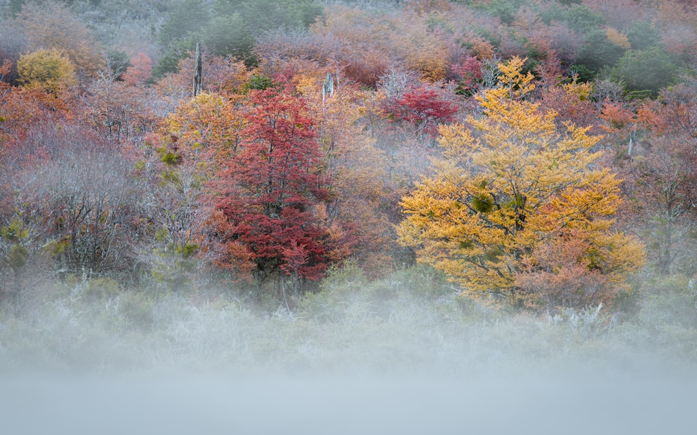 a foggy forest filled with lots of trees