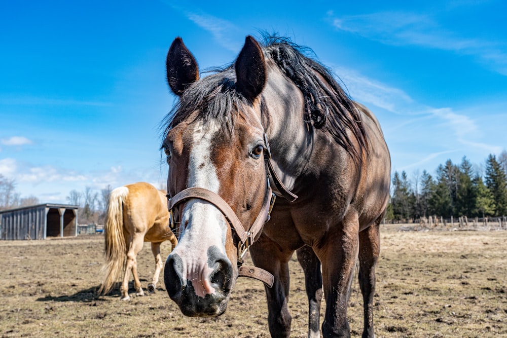 a brown horse standing next to a brown horse on a field