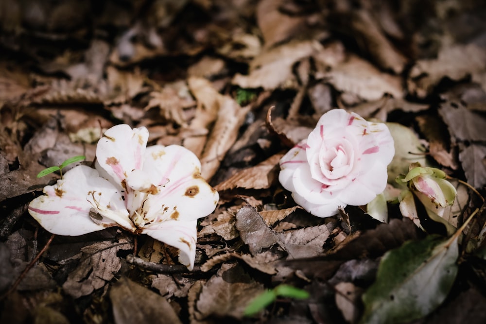 a couple of flowers that are on the ground