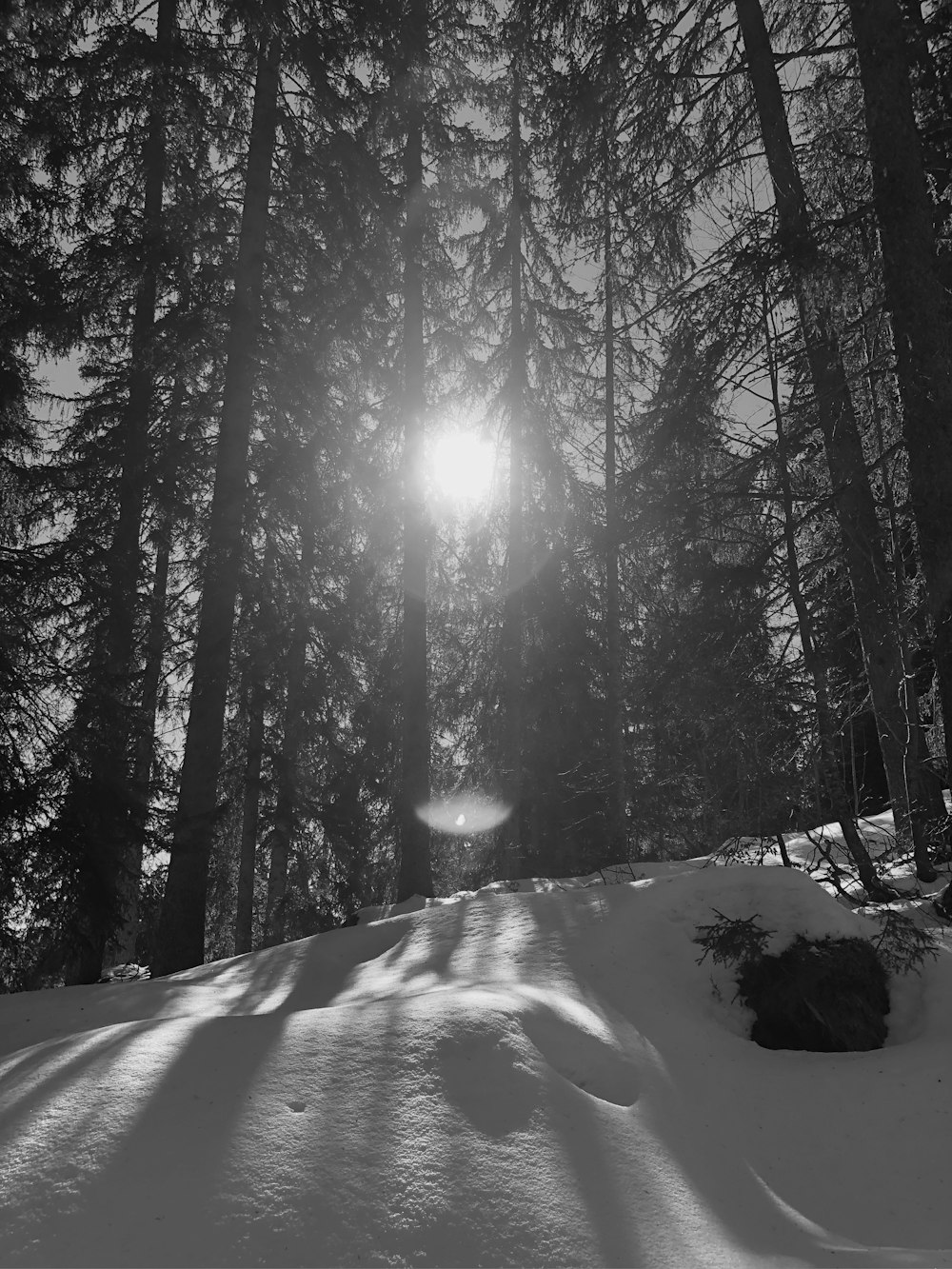 太陽が雪の中の木々の間を照らしています
