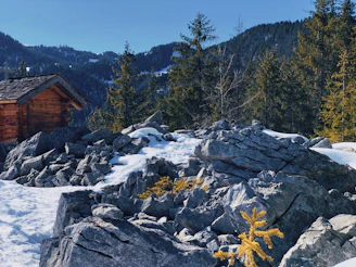 A friendly, furry Sasquatch standing beside a rustic cabin surrounded by towering pine trees.
