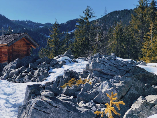 A friendly, furry Sasquatch standing beside a rustic cabin surrounded by towering pine trees.