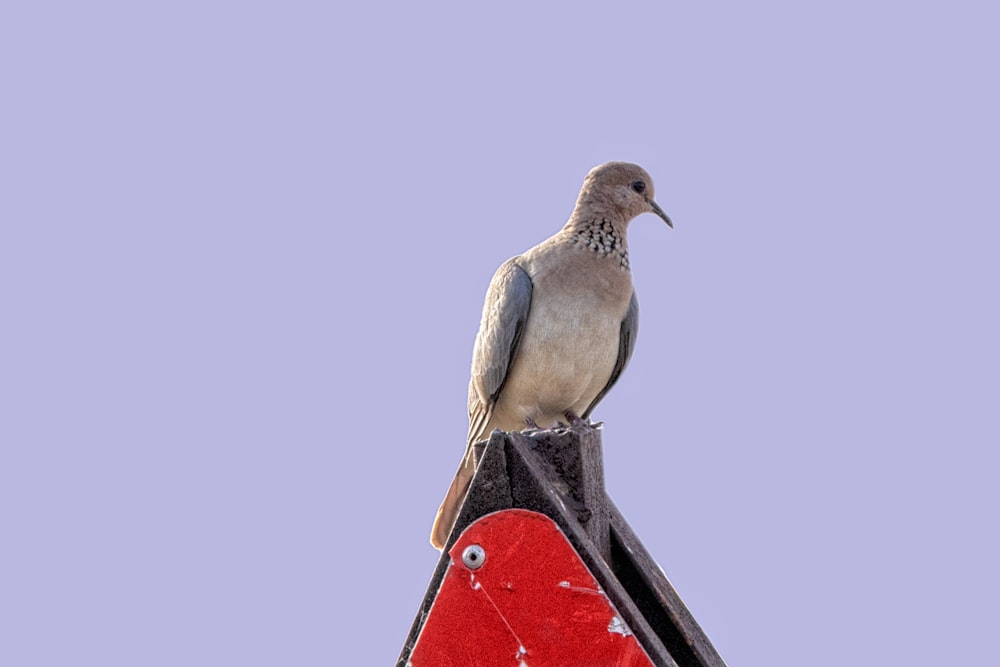 a bird sitting on top of a traffic sign