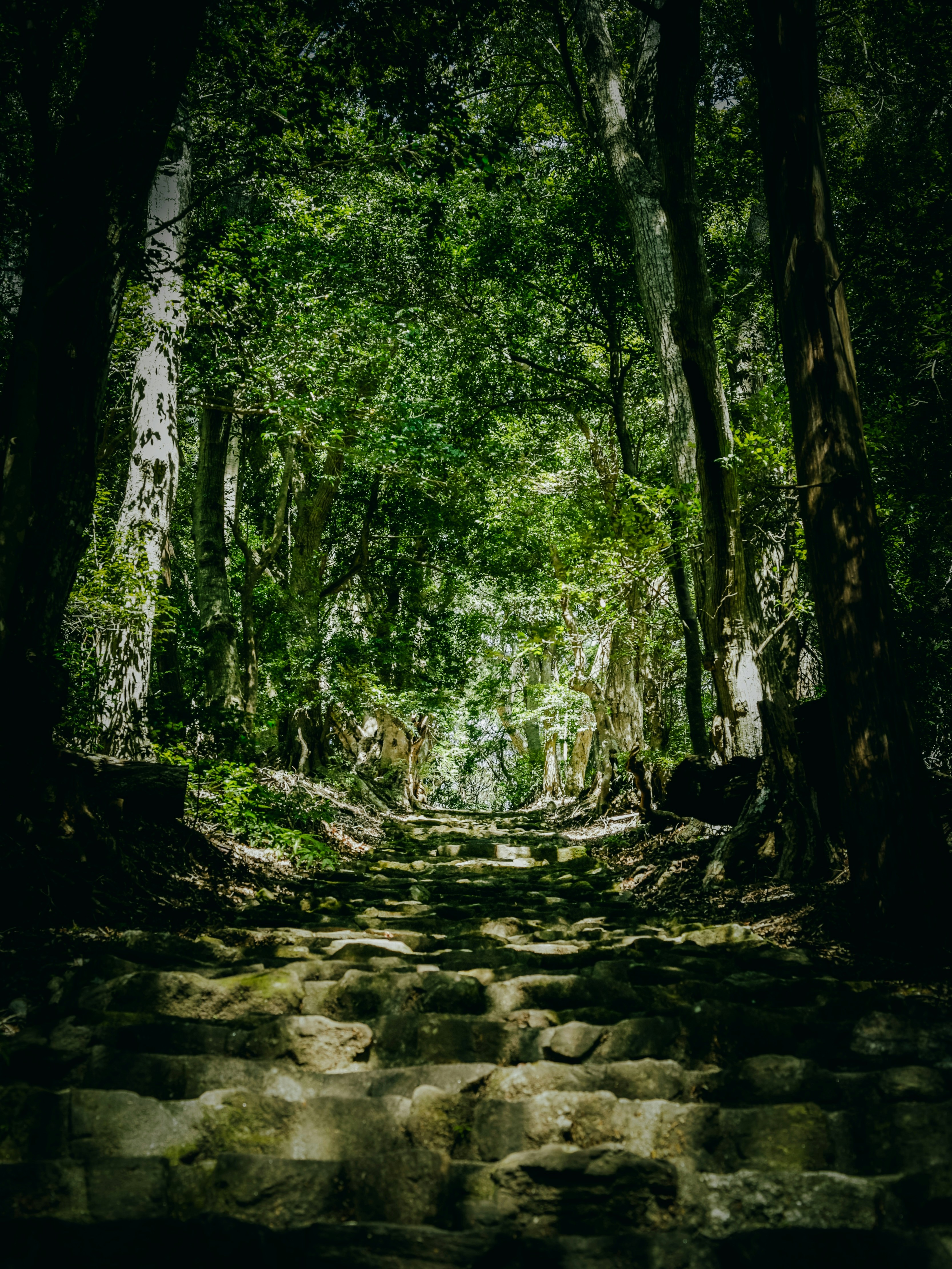 a stone path in the middle of a forest