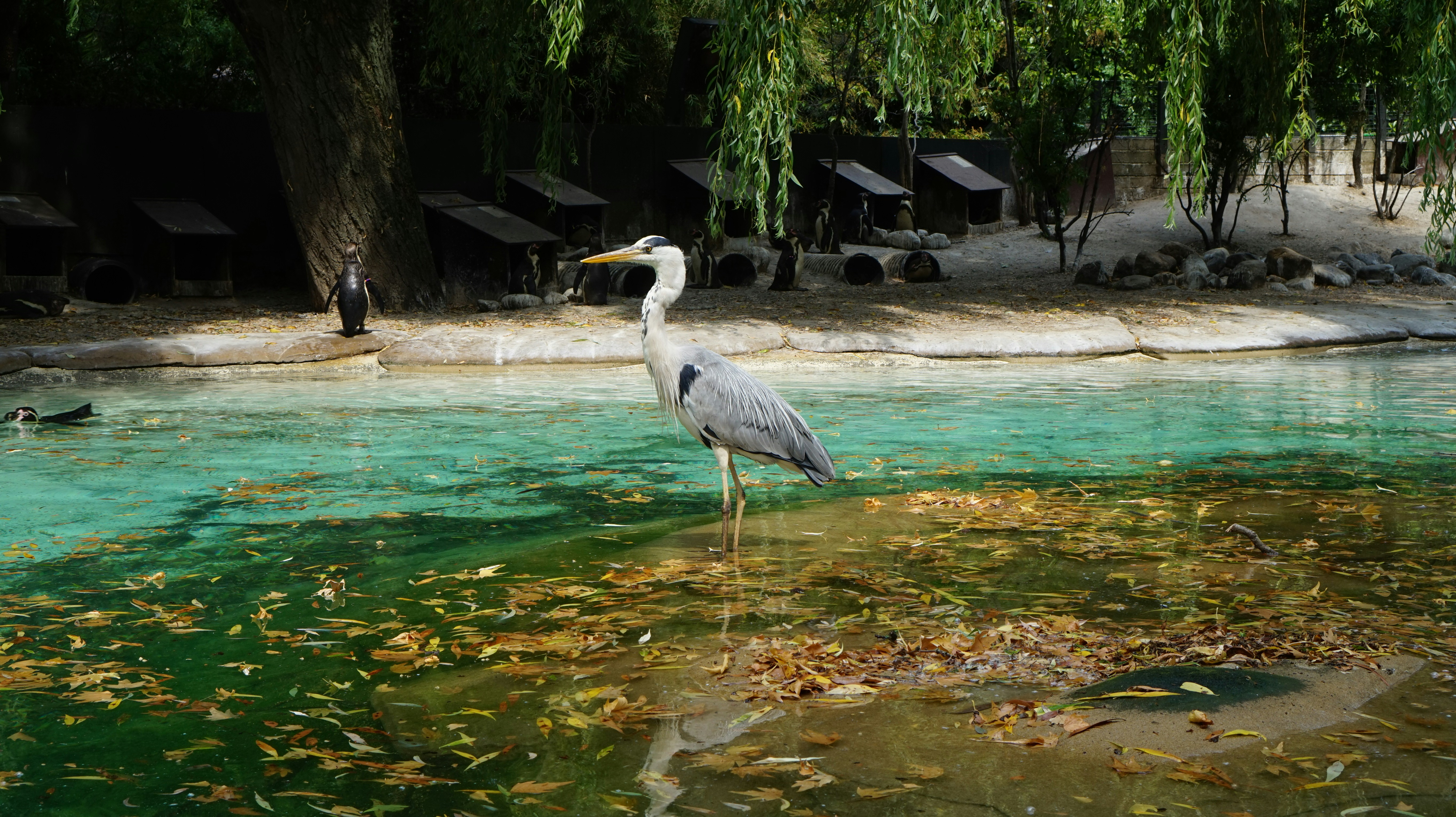 a bird is standing in the shallow water