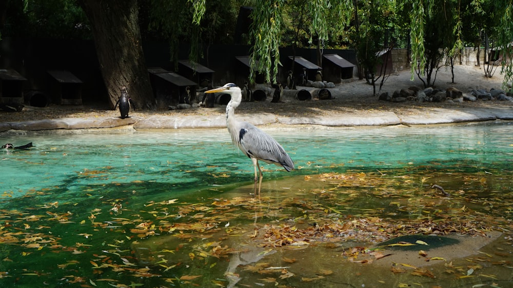 a bird is standing in the shallow water