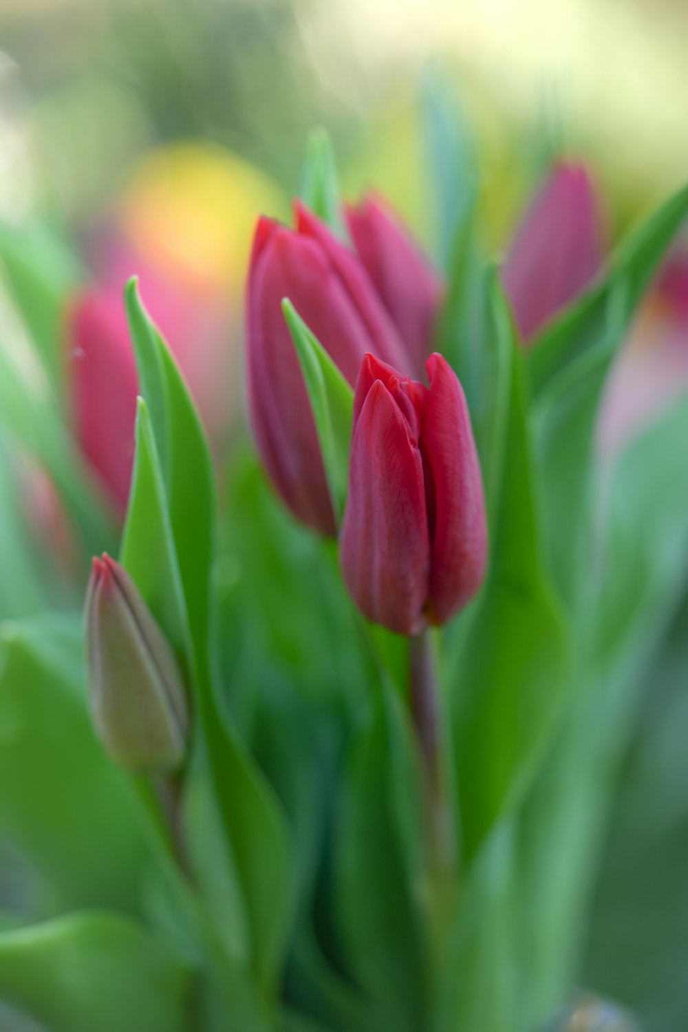 a close up of a bunch of red tulips