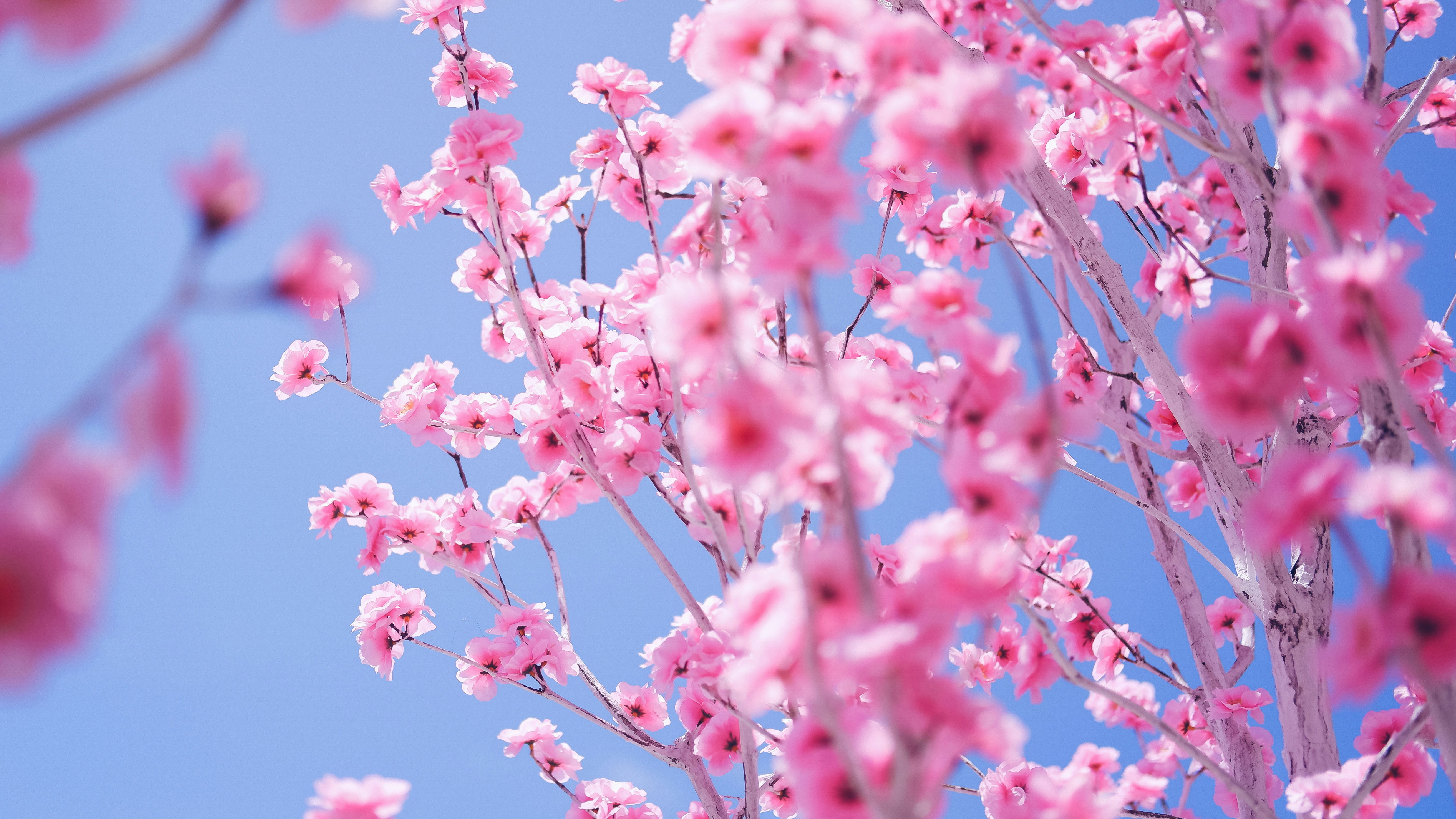 Photo by tamarasaragih