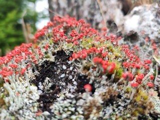 Clusters of vibrant red-topped lichen grow densely on the surface of a weathered rock or log, surrounded by patches of green moss and darker soil. The fine, stem-like structures of the lichens contrast with the rough, natural texture of the background, creating an intricate and organic scene.