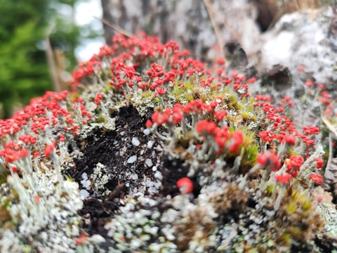 Clusters of vibrant red-topped lichen grow densely on the surface of a weathered rock or log, surrounded by patches of green moss and darker soil. The fine, stem-like structures of the lichens contrast with the rough, natural texture of the background, creating an intricate and organic scene.