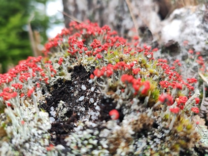 Clusters of vibrant red-topped lichen grow densely on the surface of a weathered rock or log, surrounded by patches of green moss and darker soil. The fine, stem-like structures of the lichens contrast with the rough, natural texture of the background, creating an intricate and organic scene.