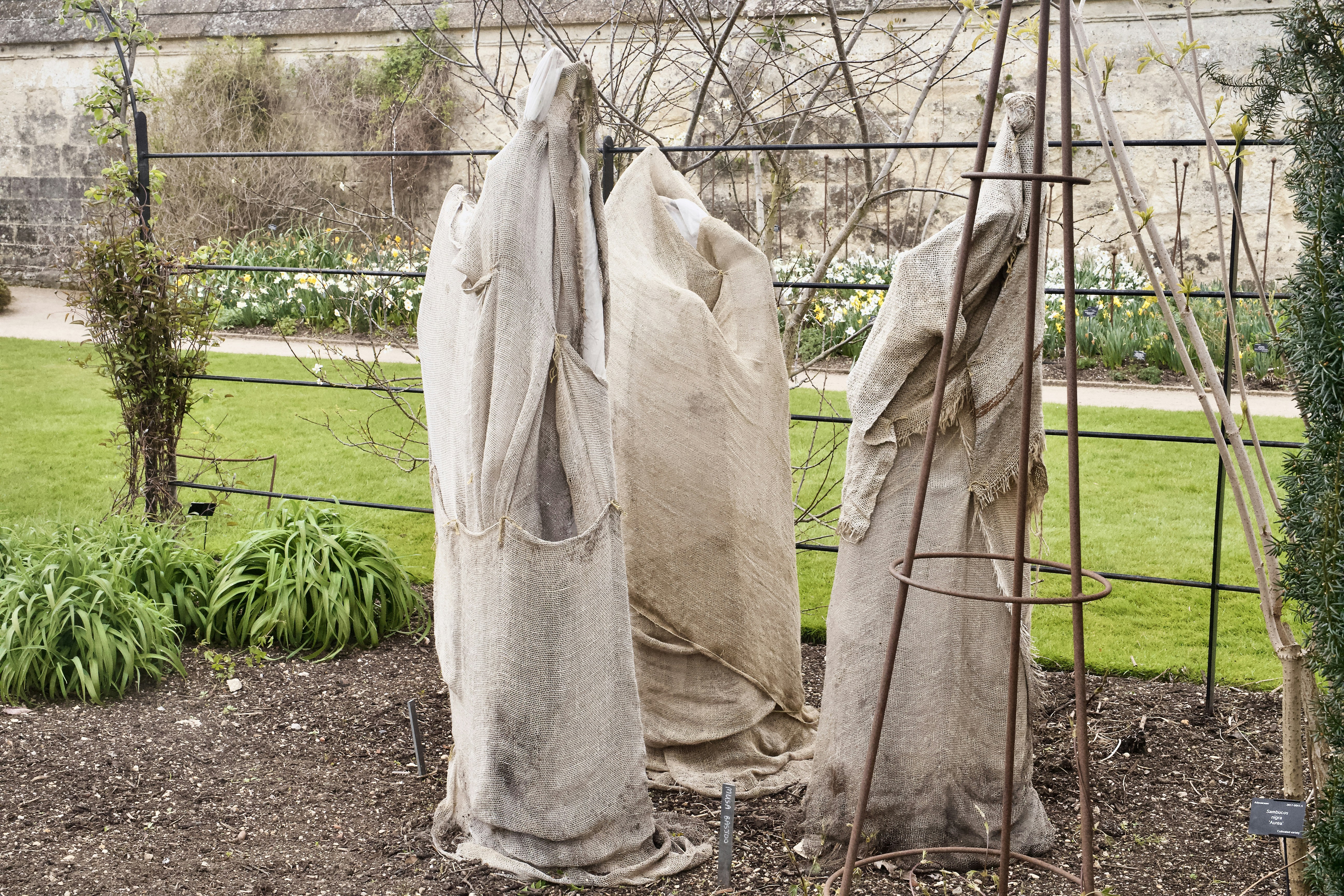 Winter gardening cold climate - Protecting delicate plants with mulch
