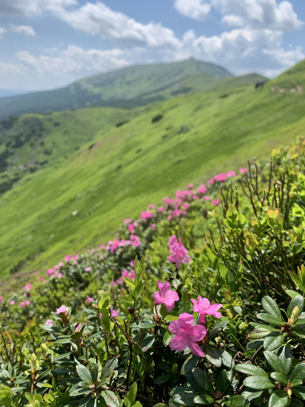 pink flowers on the side of a lush green hillside
