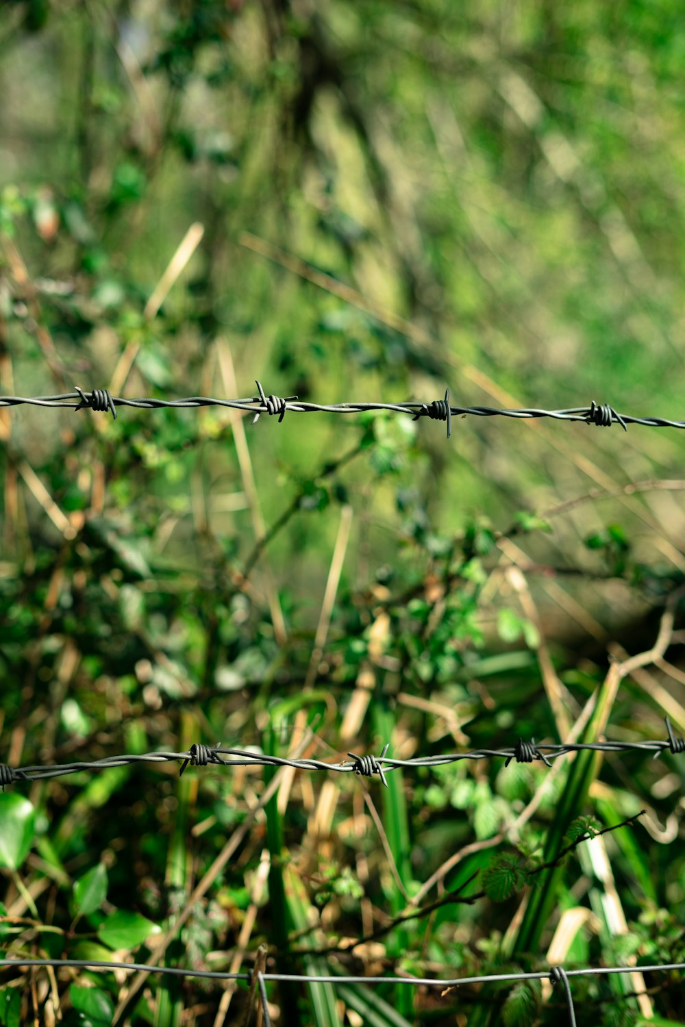 a bird perched on a barbed wire fence