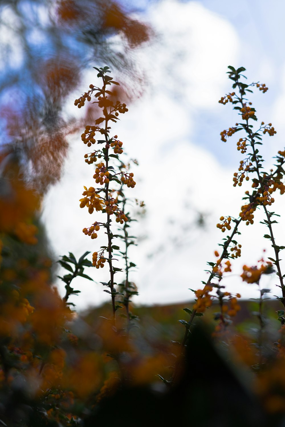 a close up of a plant with yellow flowers