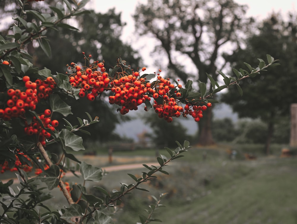 a bunch of red berries hanging from a tree