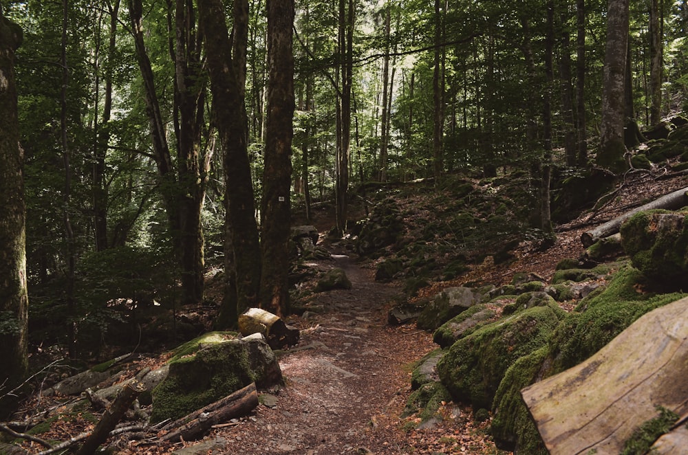 a path in the woods with moss growing on the rocks