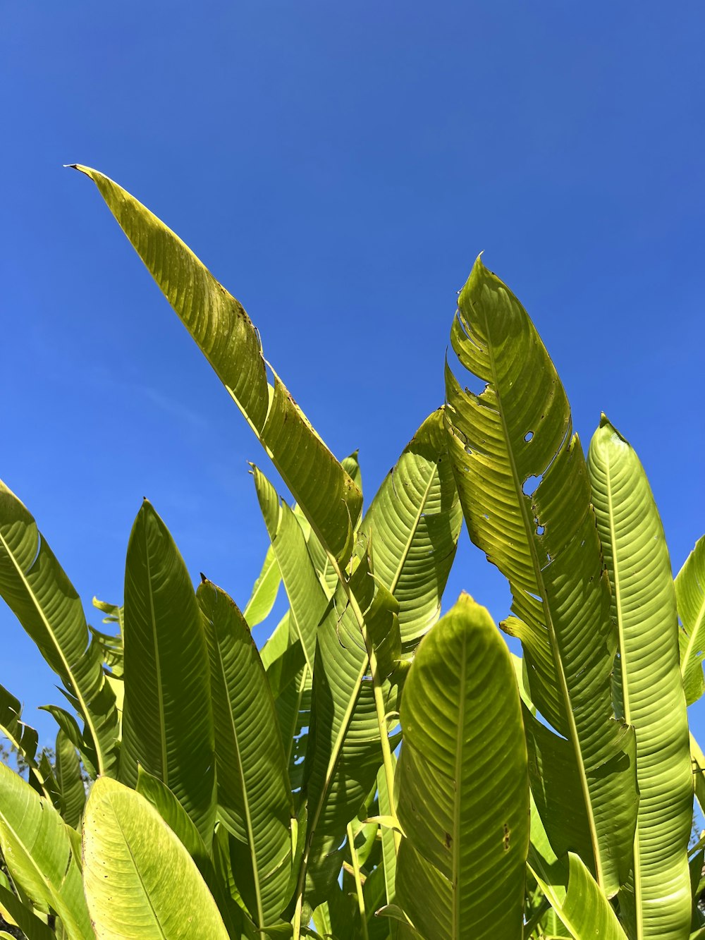 a close up of a banana tree with a blue sky in the background