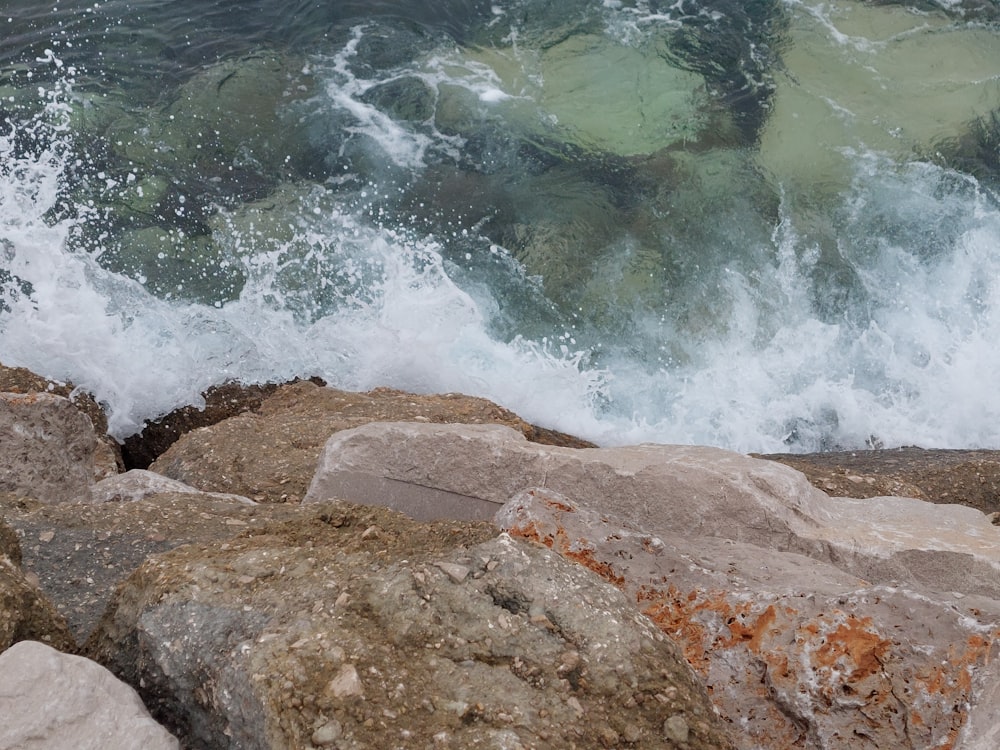 a bird sitting on top of a rock next to the ocean