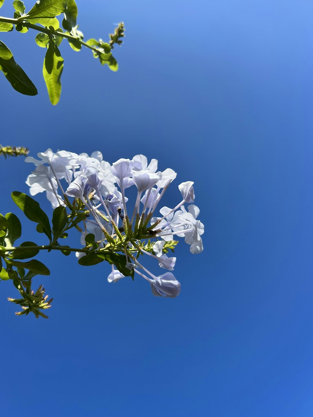white flowers against a blue sky with green leaves