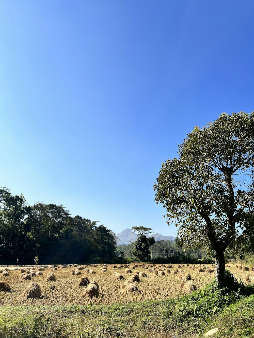 a field full of hay bales under a blue sky