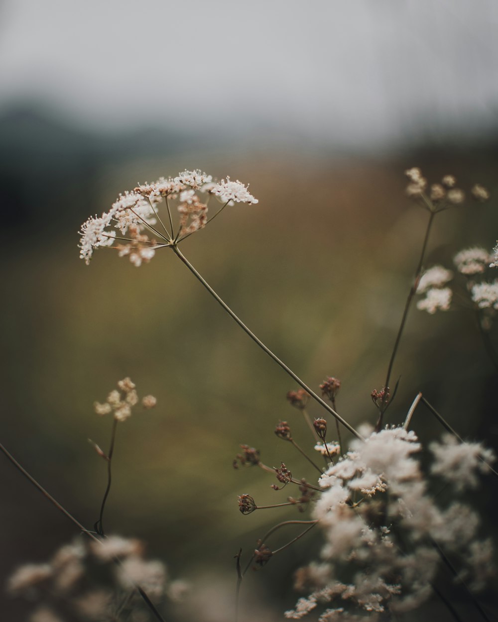 a close up of a flower with a blurry background