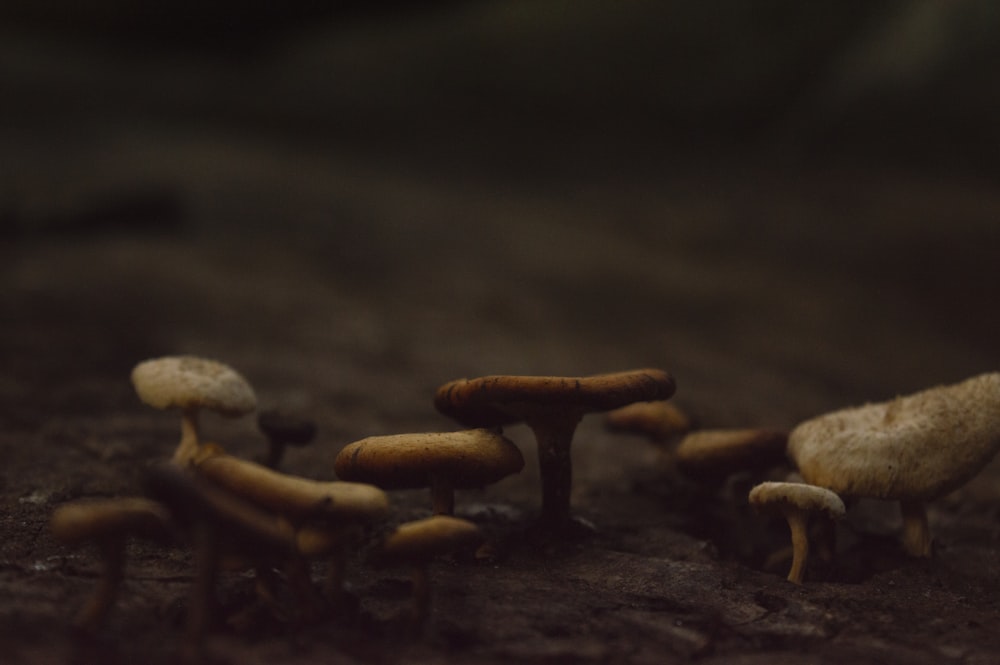 a group of mushrooms sitting on top of a dirt field