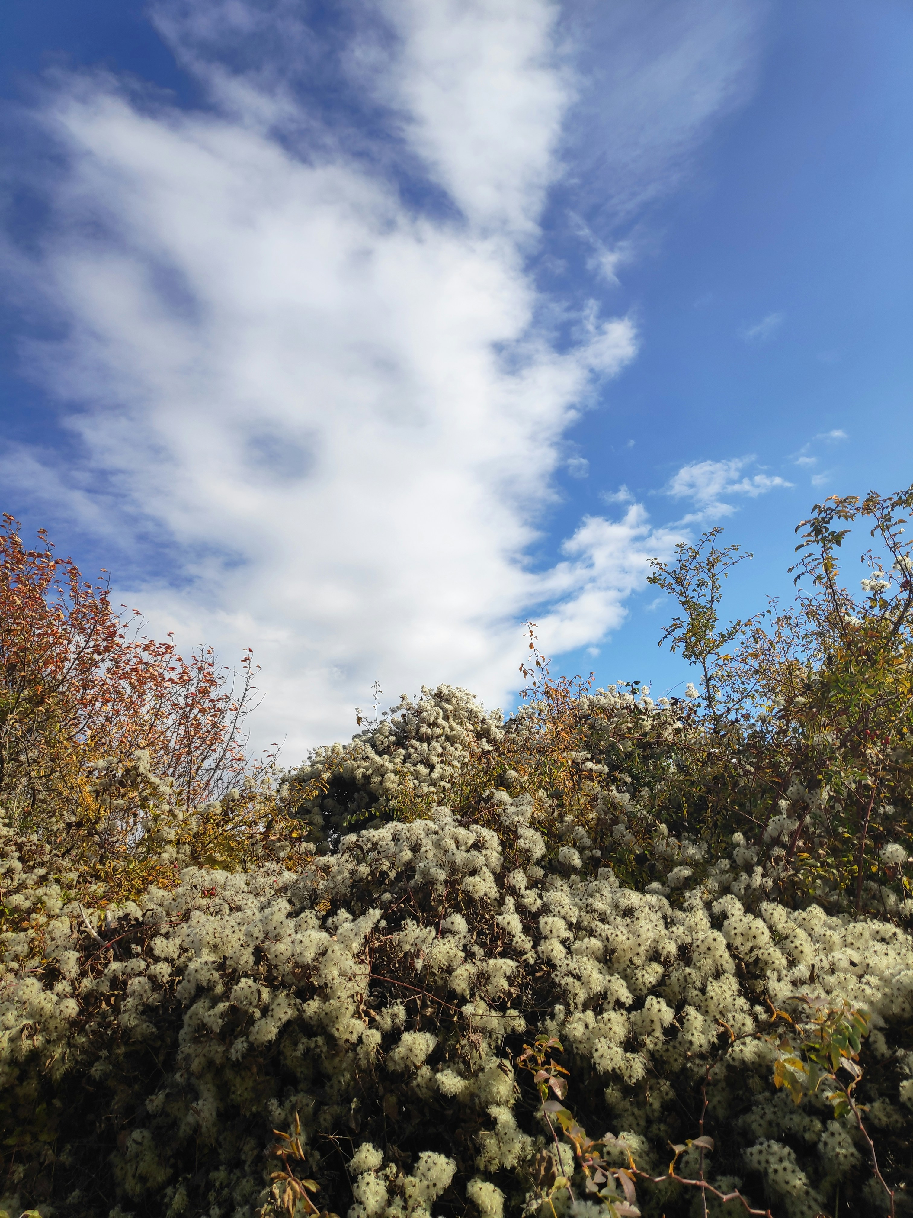 Wild Plants Pictures | Download Free Images on Unsplash