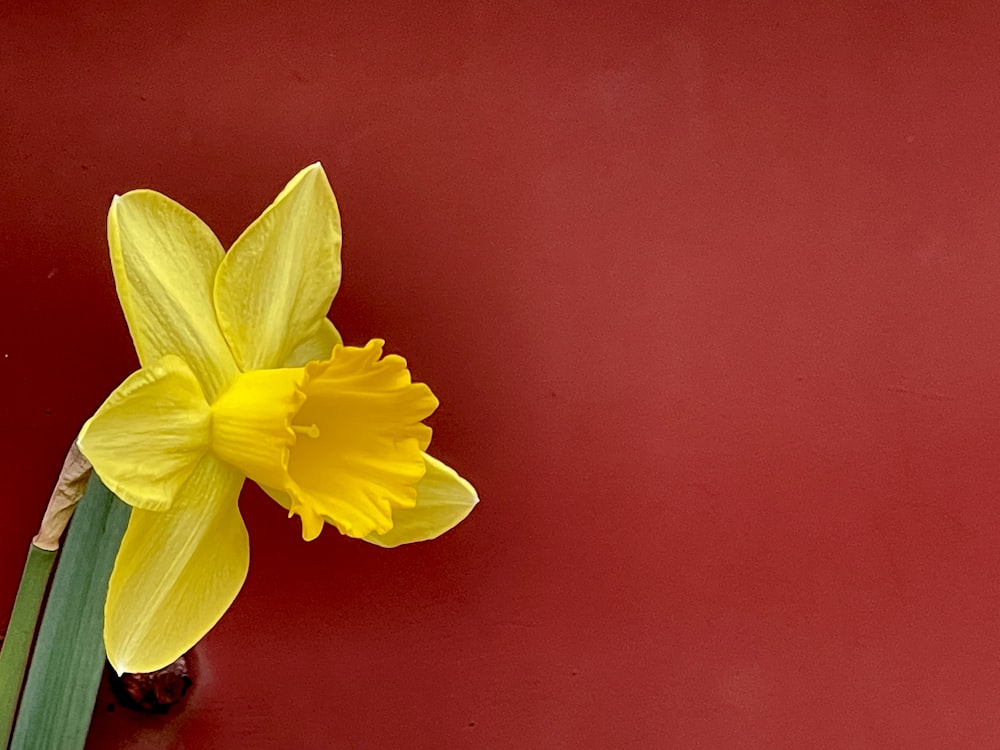 a single yellow daffodil on a red surface