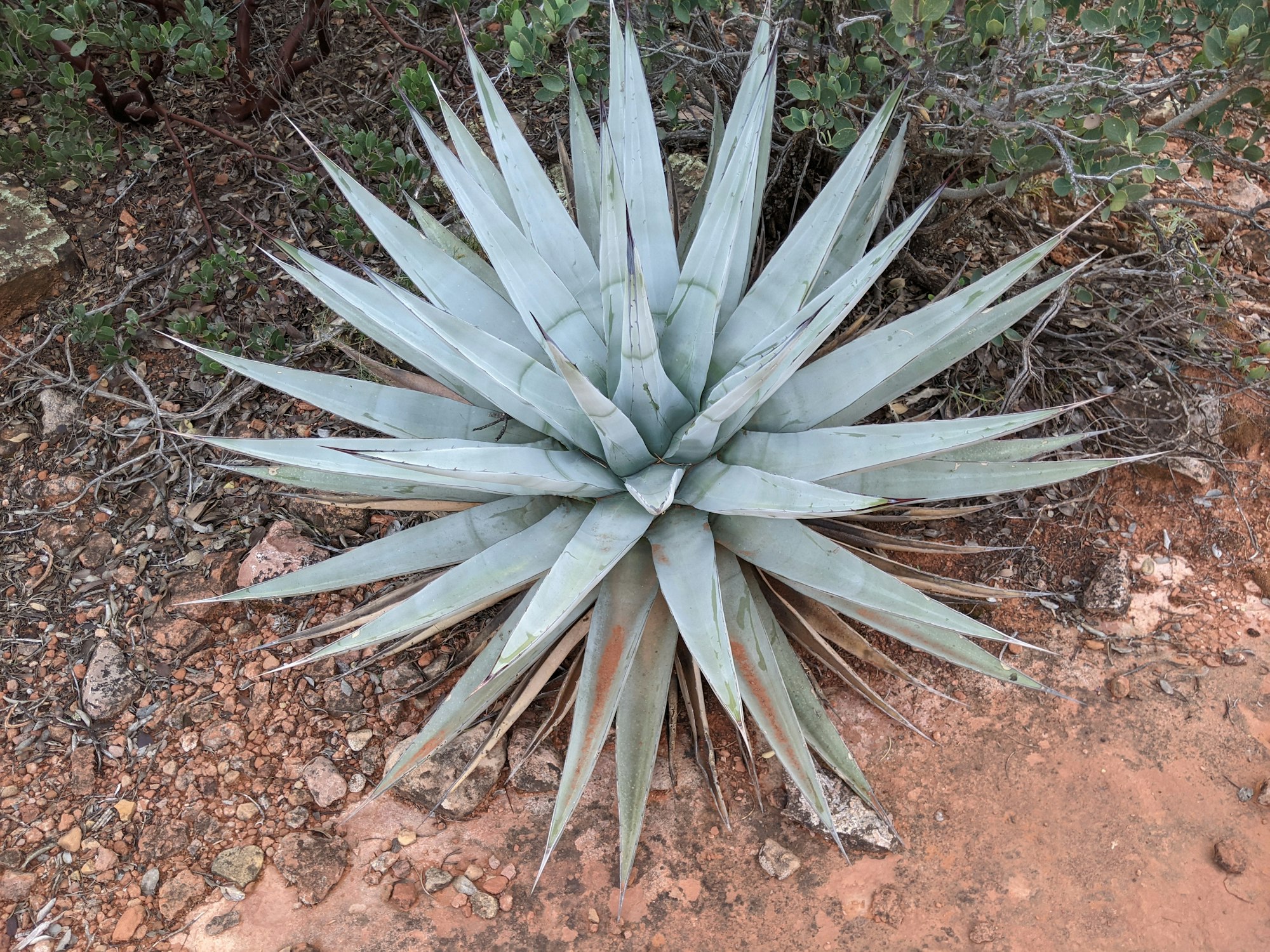 a large blue plant sitting on top of a dirt field