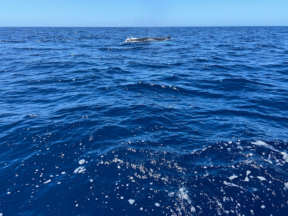 Un gran cuerpo de agua con un bote en la distancia