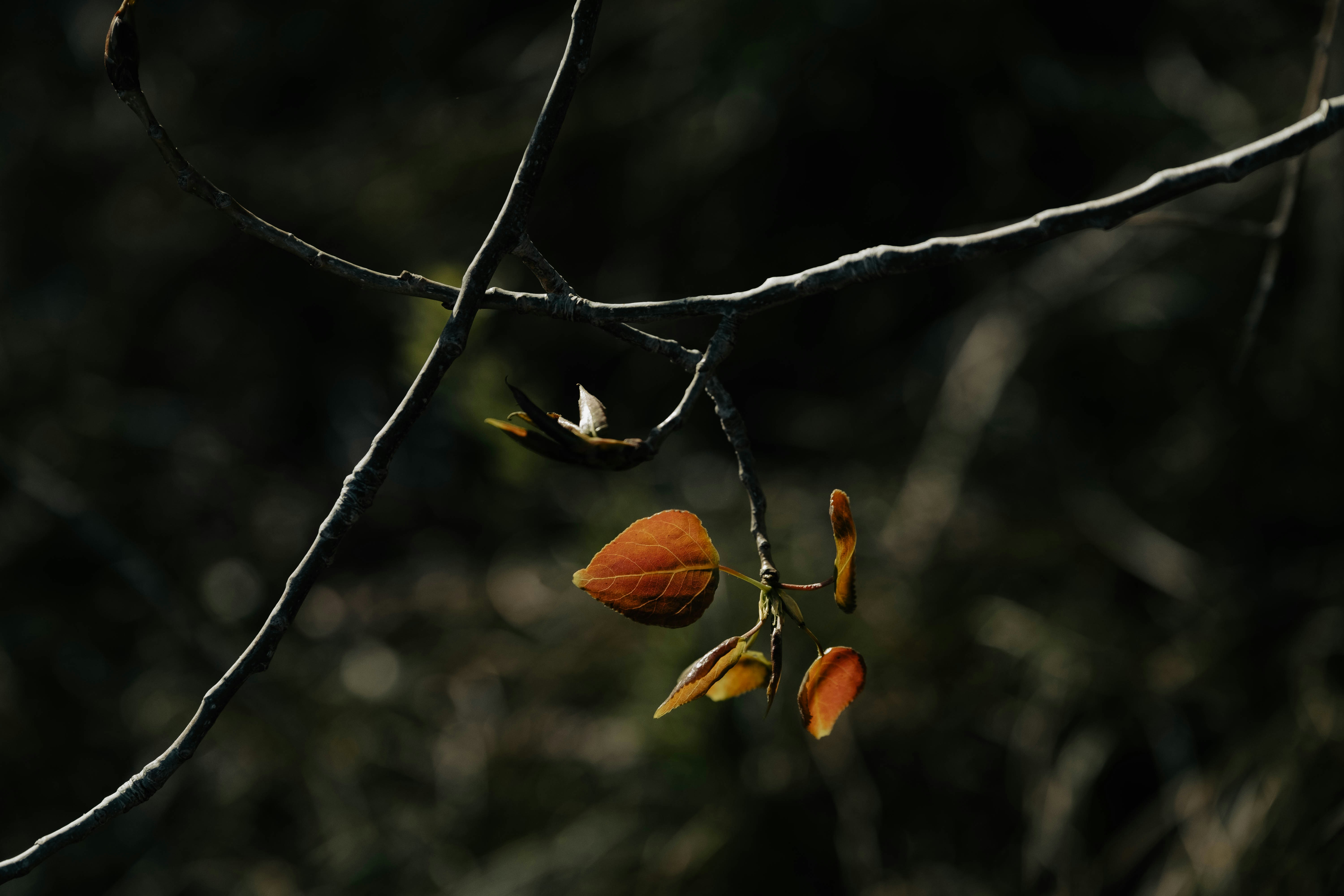 une branche d’arbre avec quelques feuilles dessus