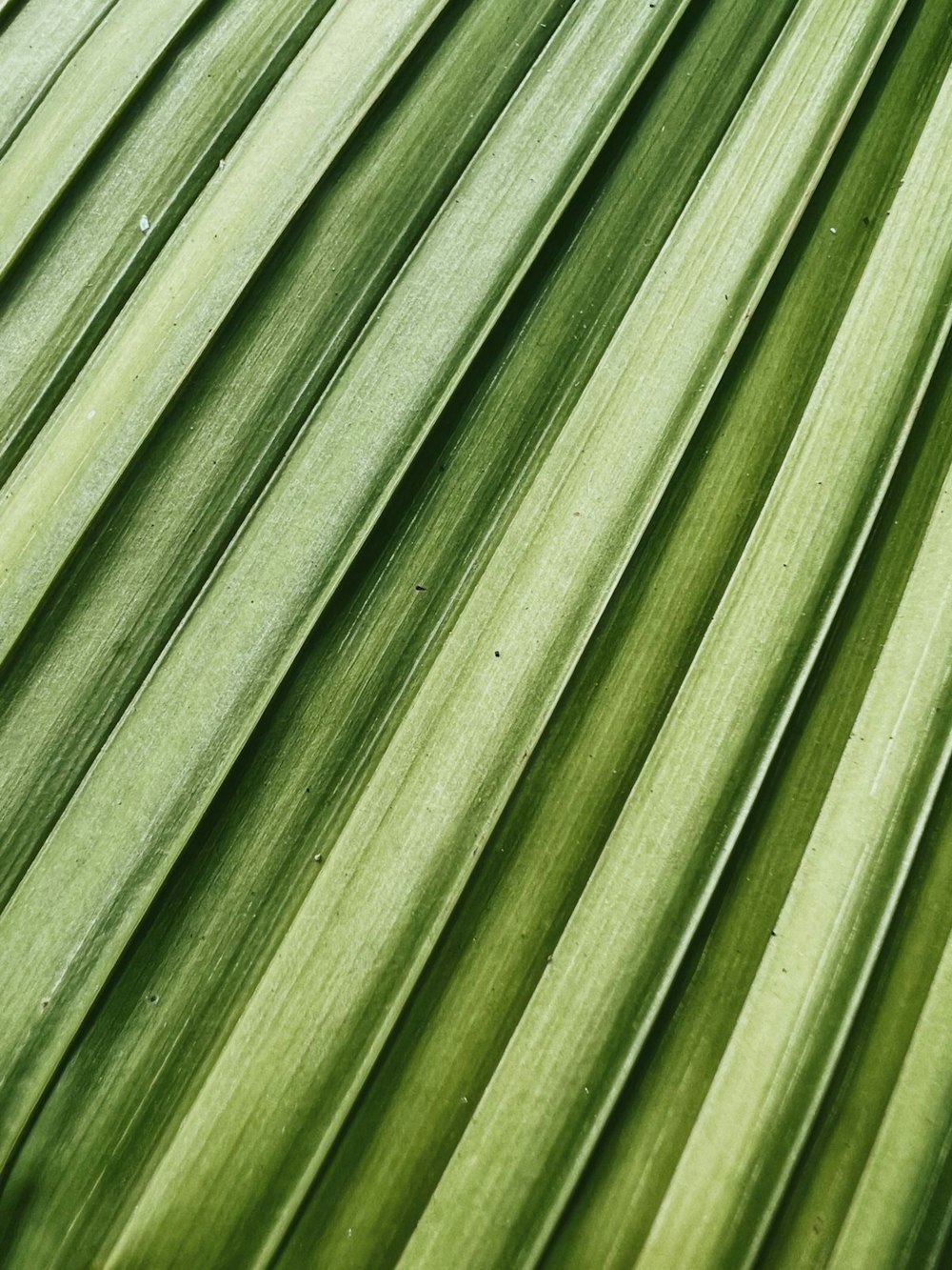 a close up of a large green leaf