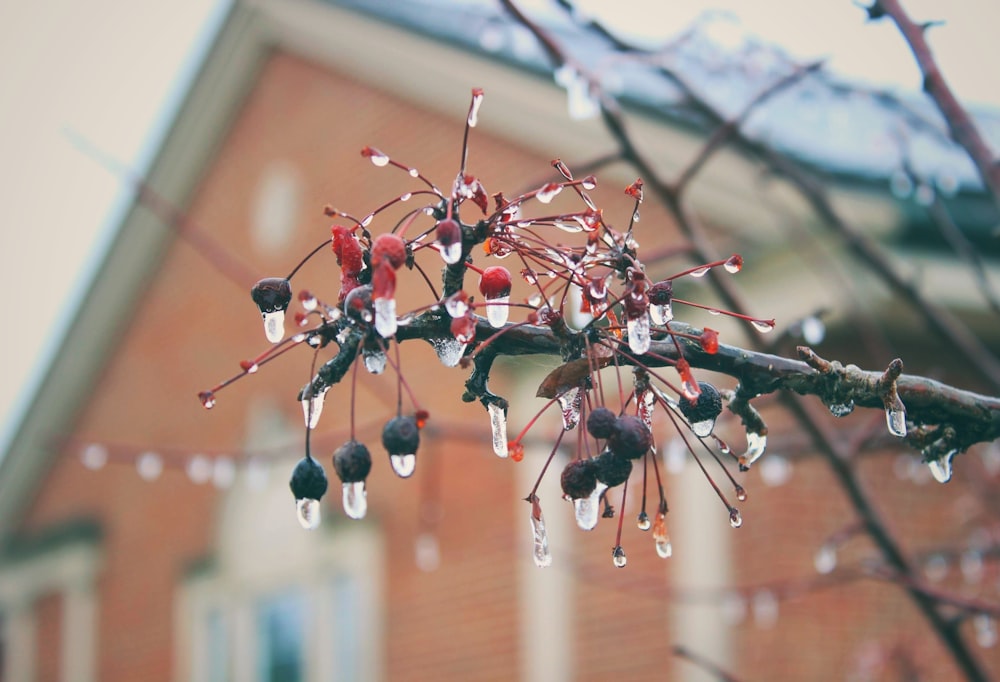 a tree branch with water drops hanging from it