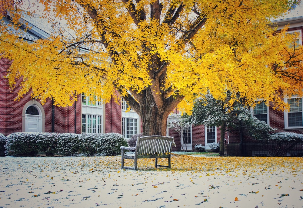 a bench under a tree in front of a building