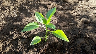 A freshly planted young sapling surrounded by rich, dark soil with gardening tools nearby.