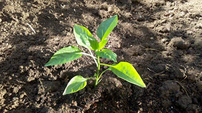 Freshly planted grass and young shrubs in a well-prepared garden bed.