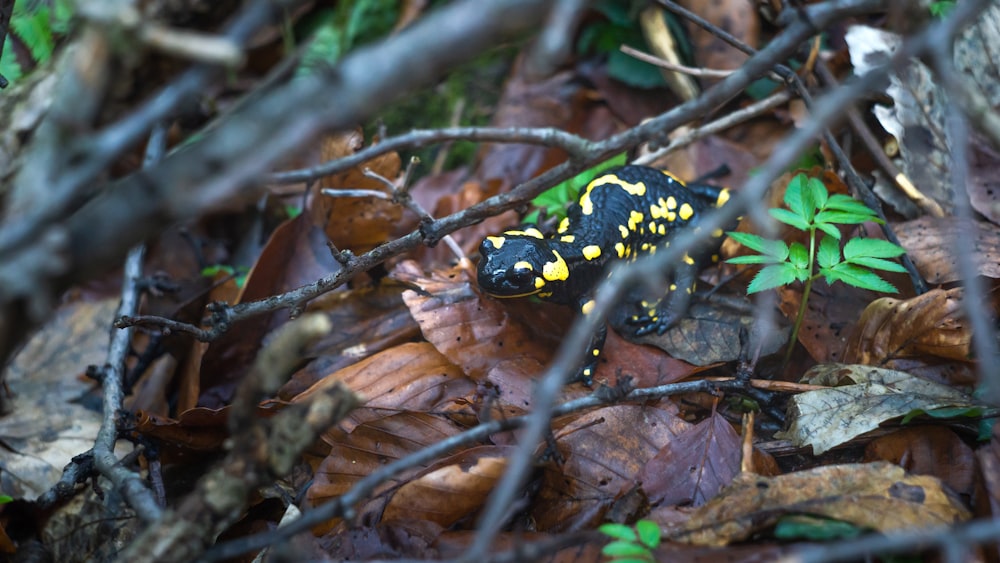 a yellow and black frog sitting on top of leaves