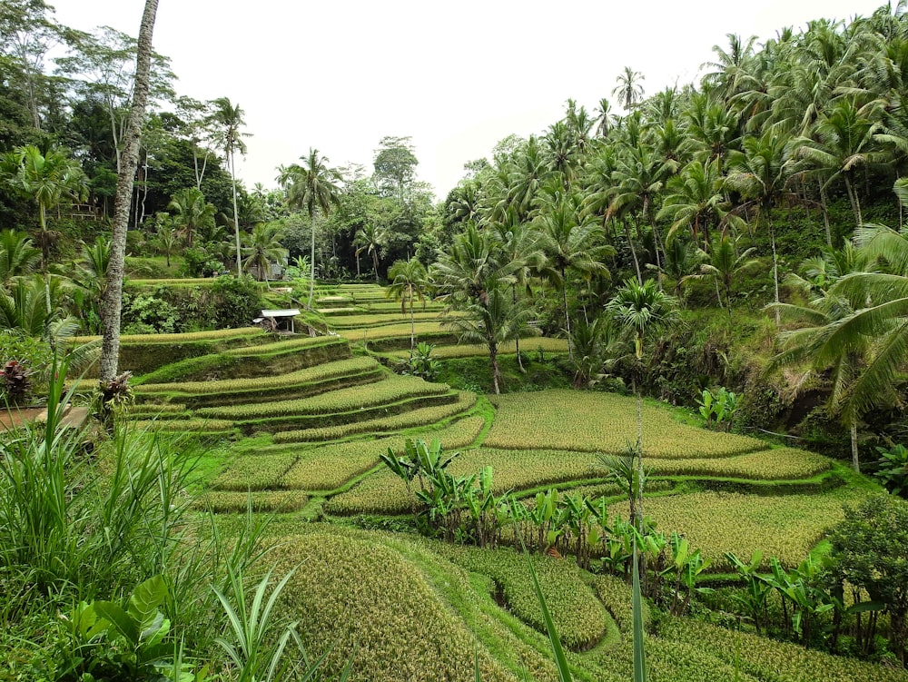 a lush green field covered in lots of trees