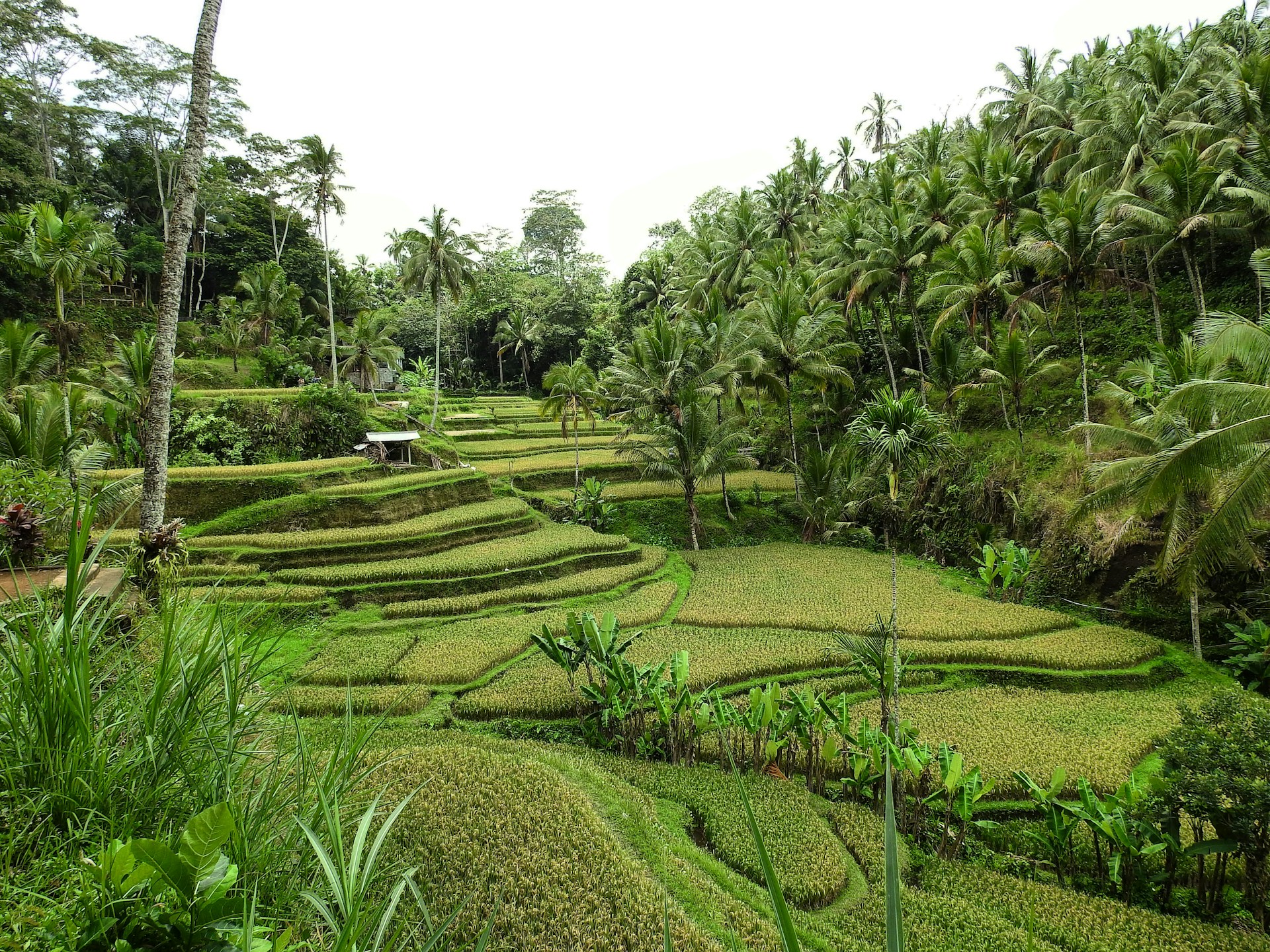 a lush green field covered in lots of trees
