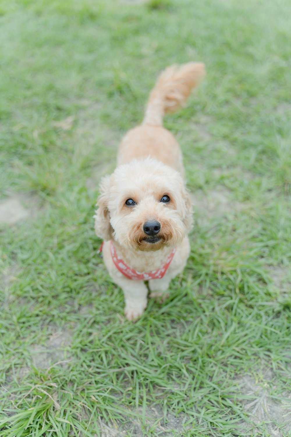 a small dog standing on top of a lush green field