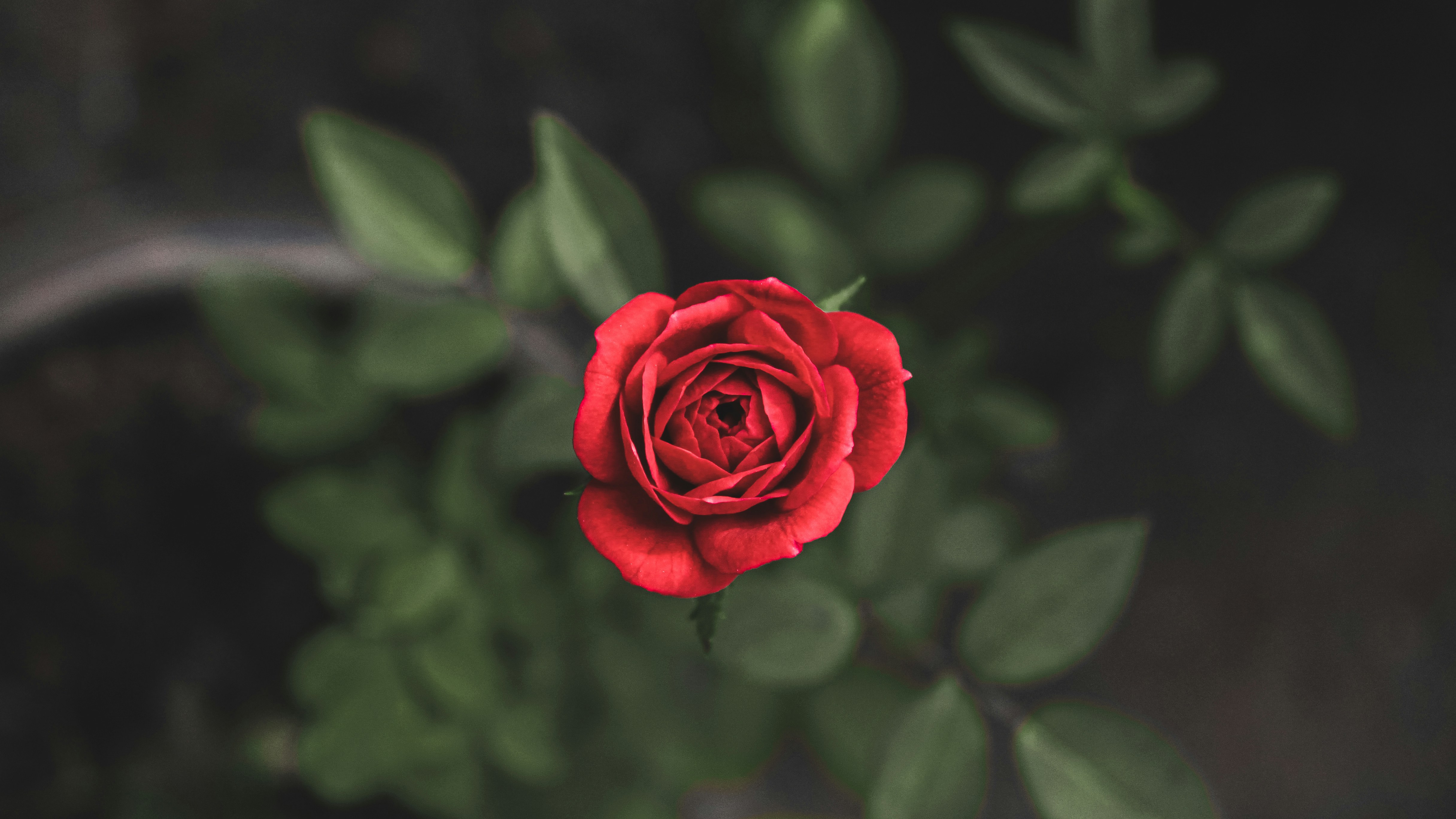 Photo by abikphotography