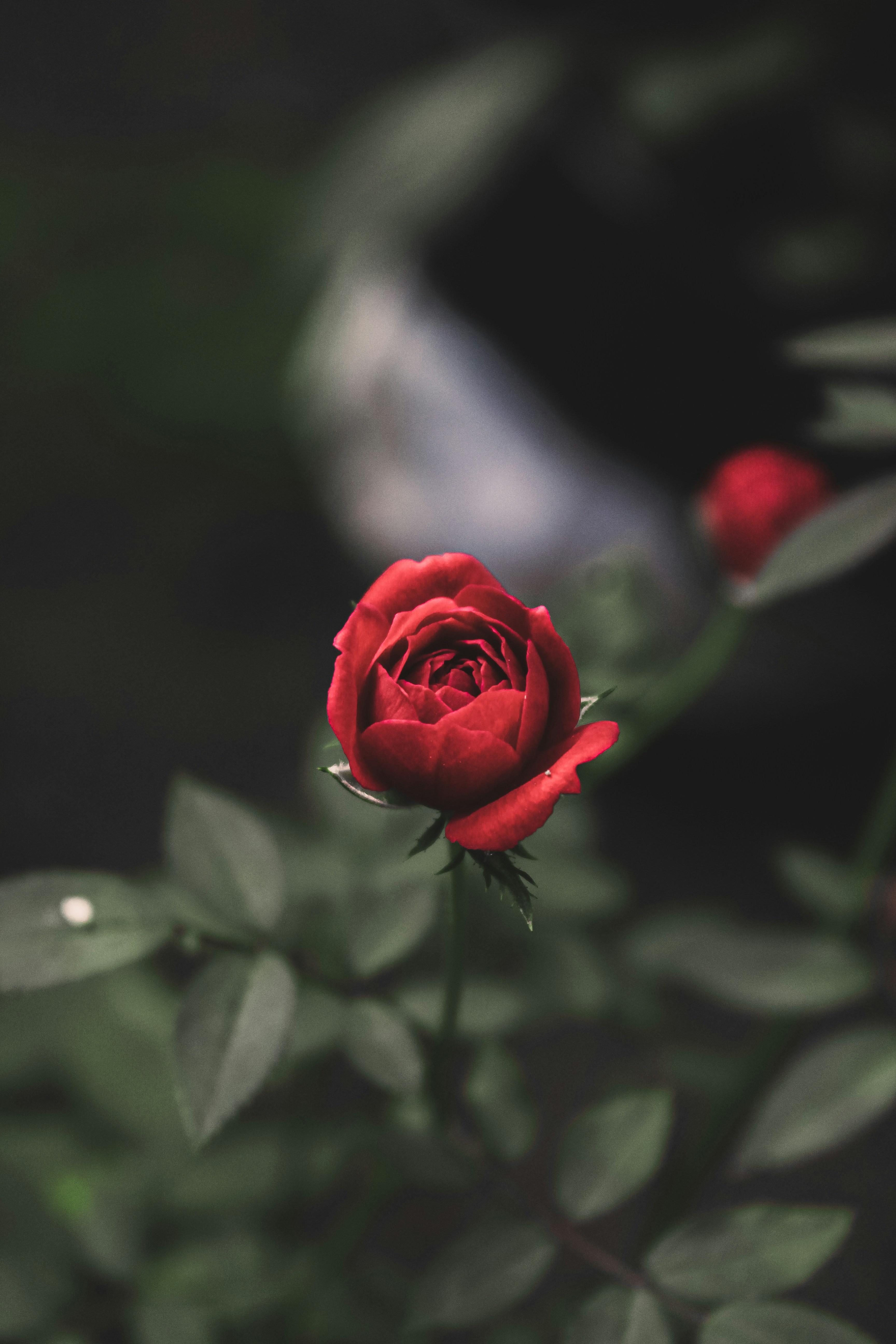 a single red rose sitting on top of a bush