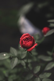 a single red rose sitting on top of a bush