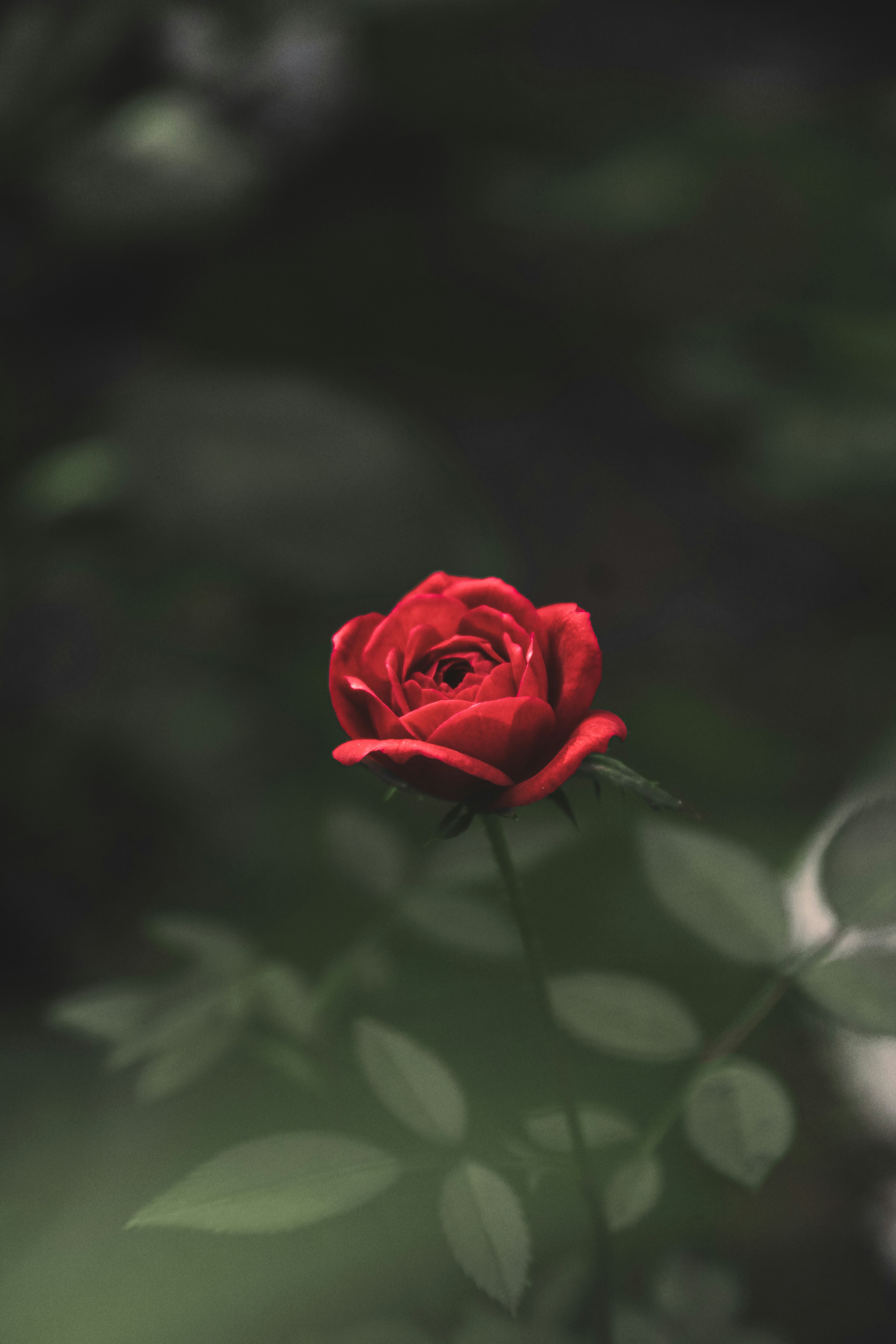 Photo by abikphotography